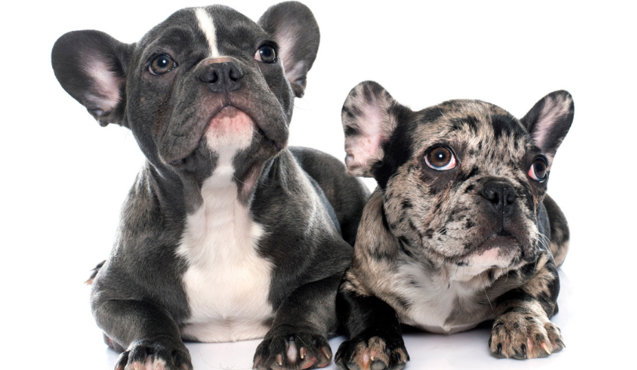 French Bulldog Mating - What You Need to Know?