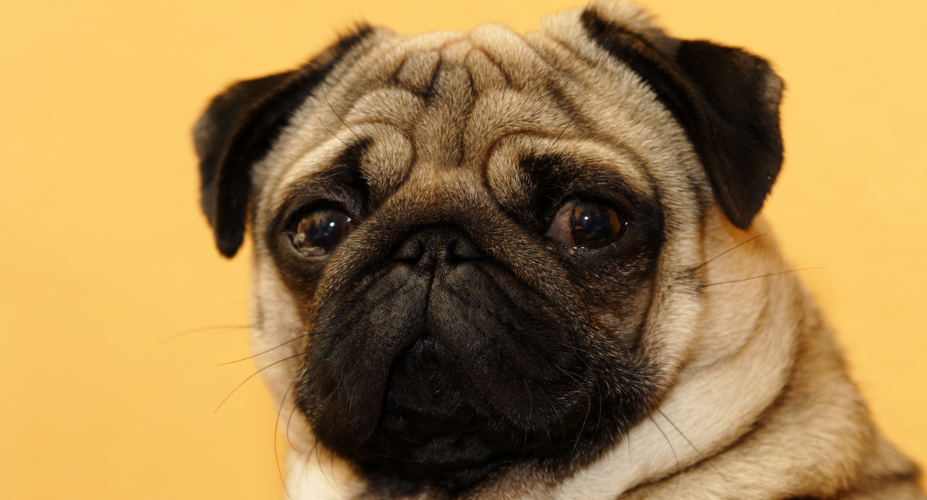 Do Pugs Have Breathing Problems: Symptoms & Management