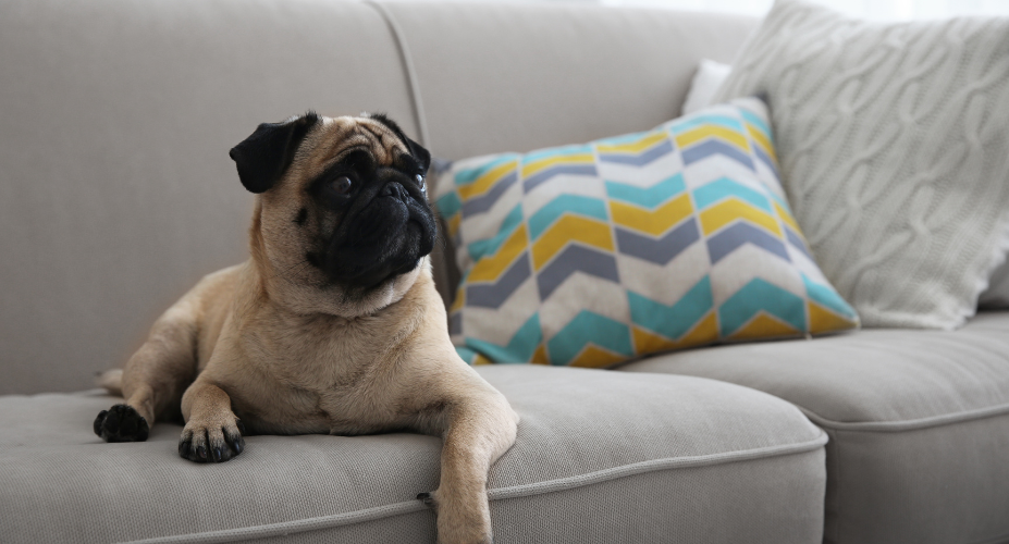 Do Pugs Shed? Comprehensive Guide for Pet Owners