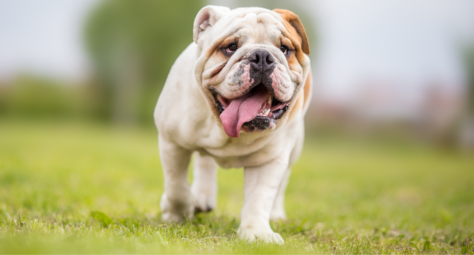 English Bulldog vs American Bulldog vs French Bulldog