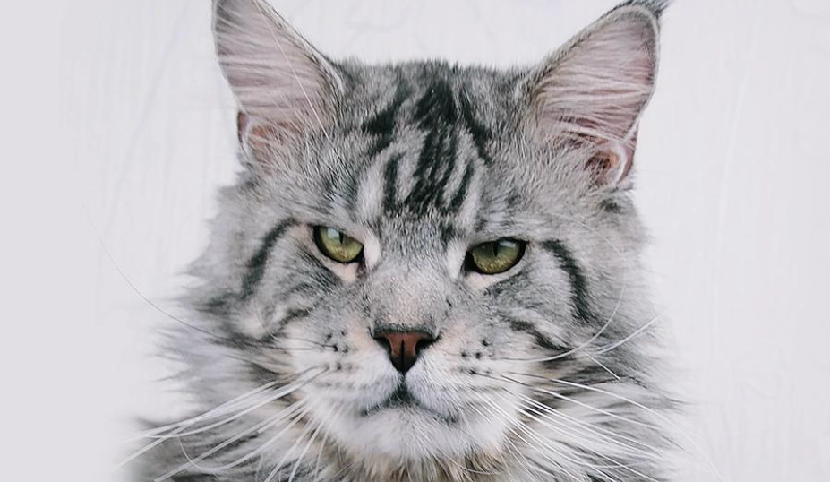 Maine Coon Male vs Female: A Complete Guide - Petzooie