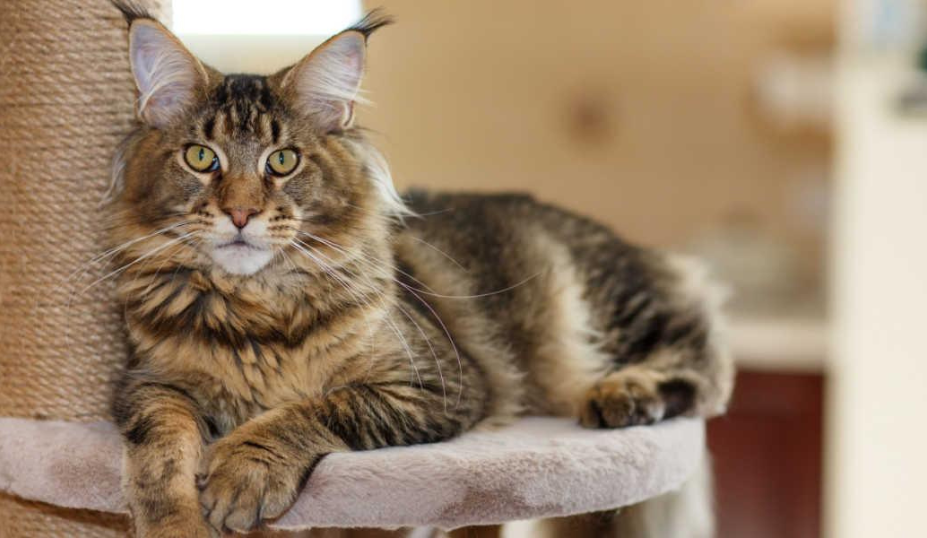 Maine Coon vs Siberian: Comparing Characteristics and Traits