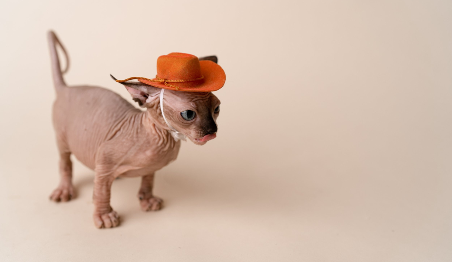 Munchkin Sphynx Cat