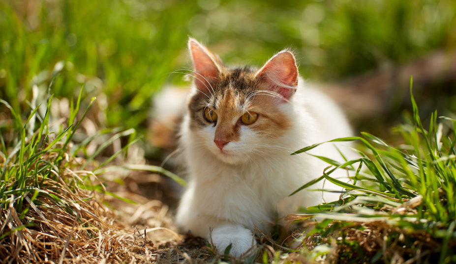 Norwegian Forest Cat Adoption - Petzooie