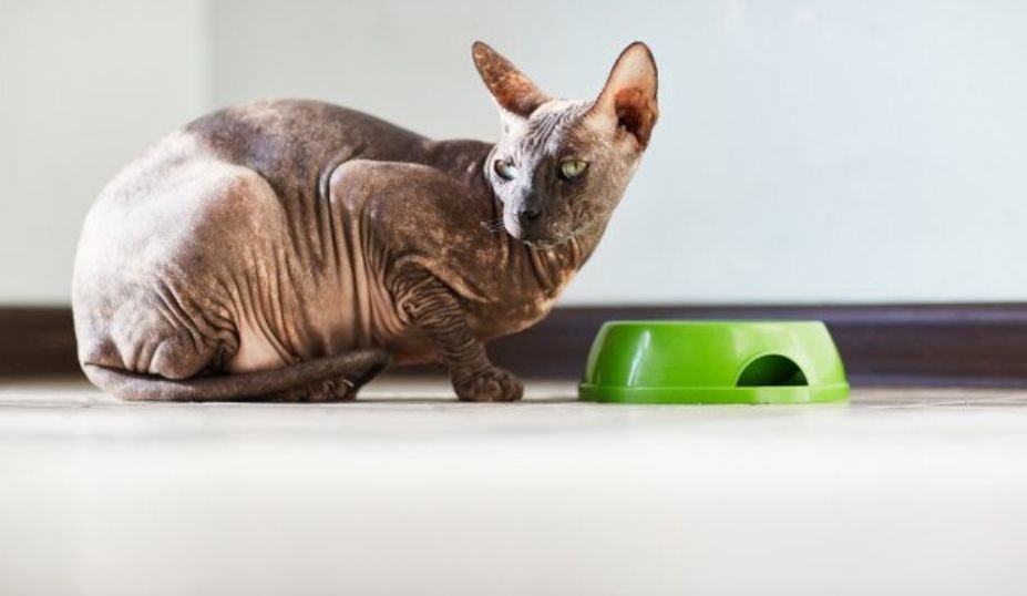 The Ultimate Guide to the Best Food for Sphynx Cats