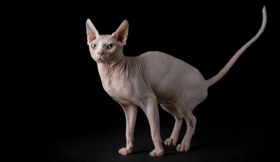 Sphynx Cat Price: A Comprehensive Guide