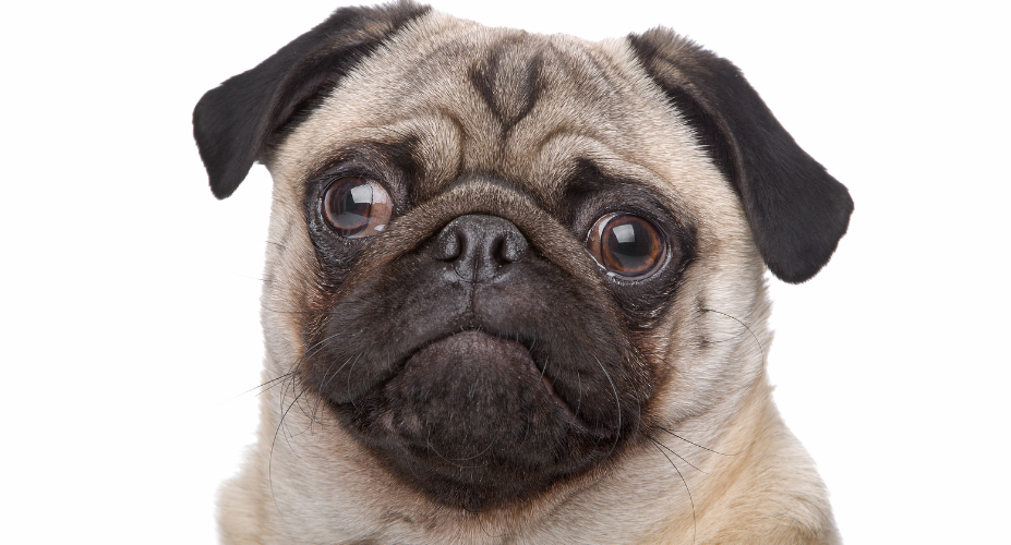 Pug Snout Mystery: Unraveling the Why