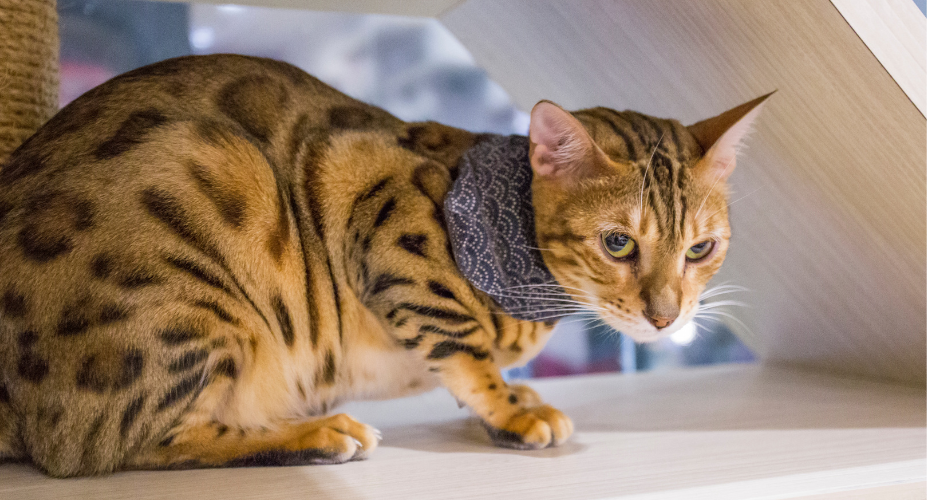Are Bengal Cats Immune to Feline Leukemia?