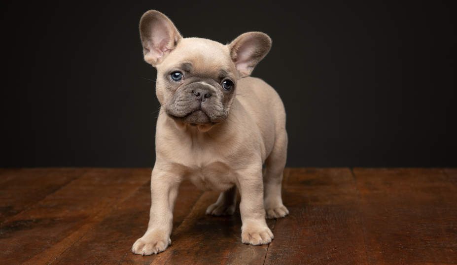 2024's Top Dog Breeds: Discover Popular Canines