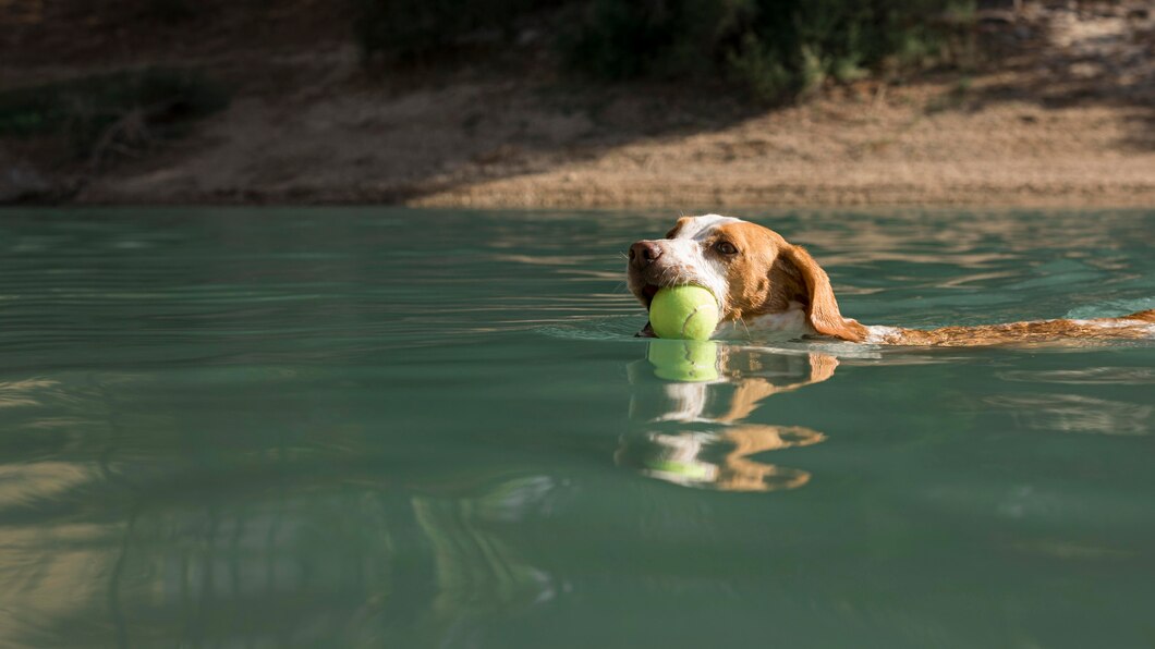 Labradore Water Obsession