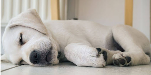 Common Sleep Issues in Puppies