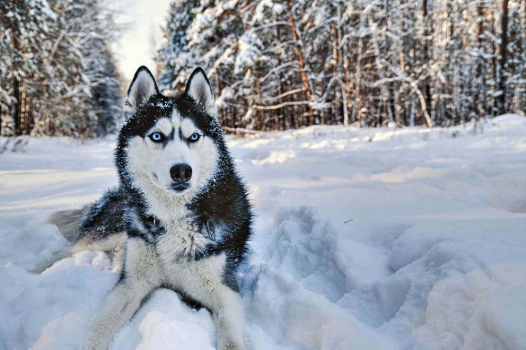 cold weather dog breeds