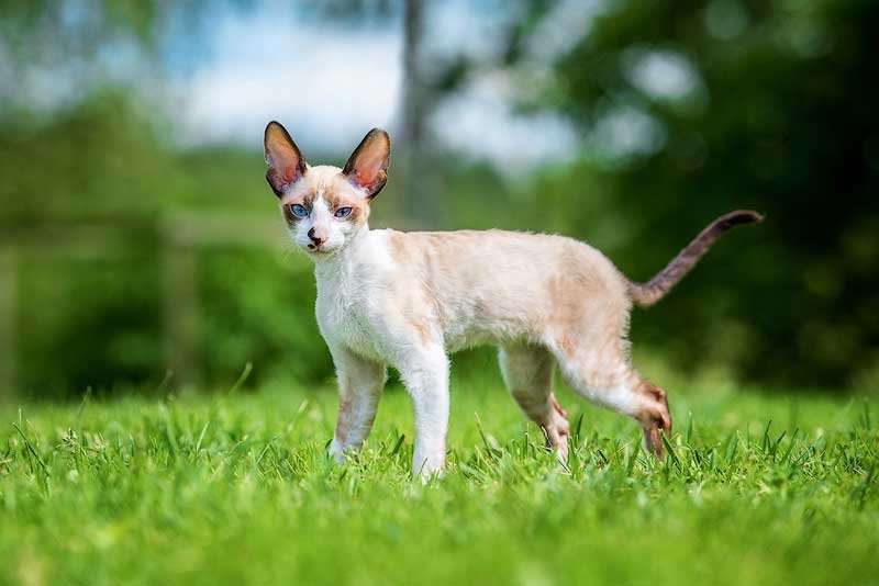 Cornish Rex