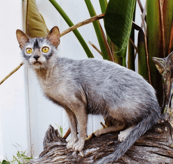 Lykoi