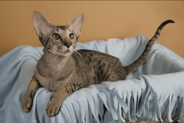 Oriental Shorthairs