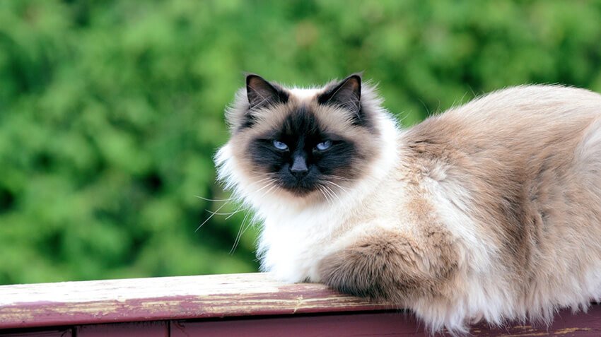 Birman