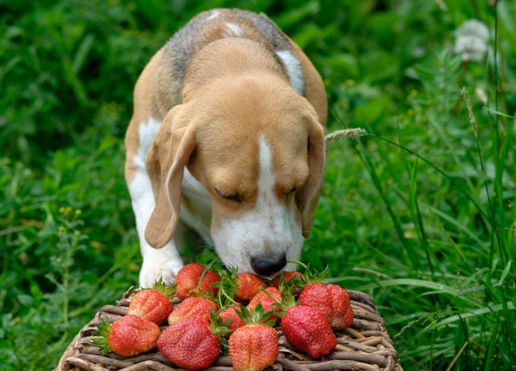 What fruits are safe for dogs to eat?