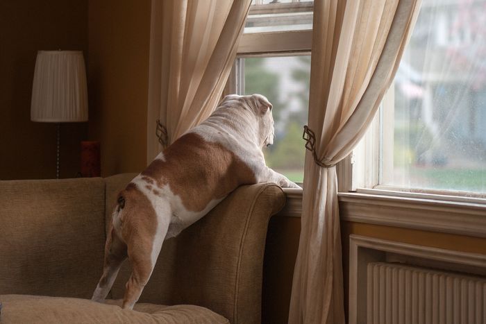dogs with separation anxiety