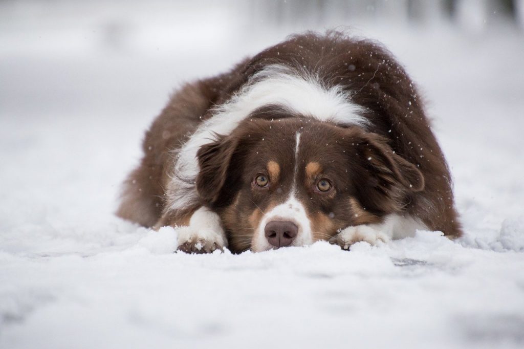 dog with frostbite