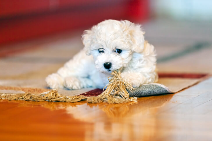 how to stop your puppy from chewing everything