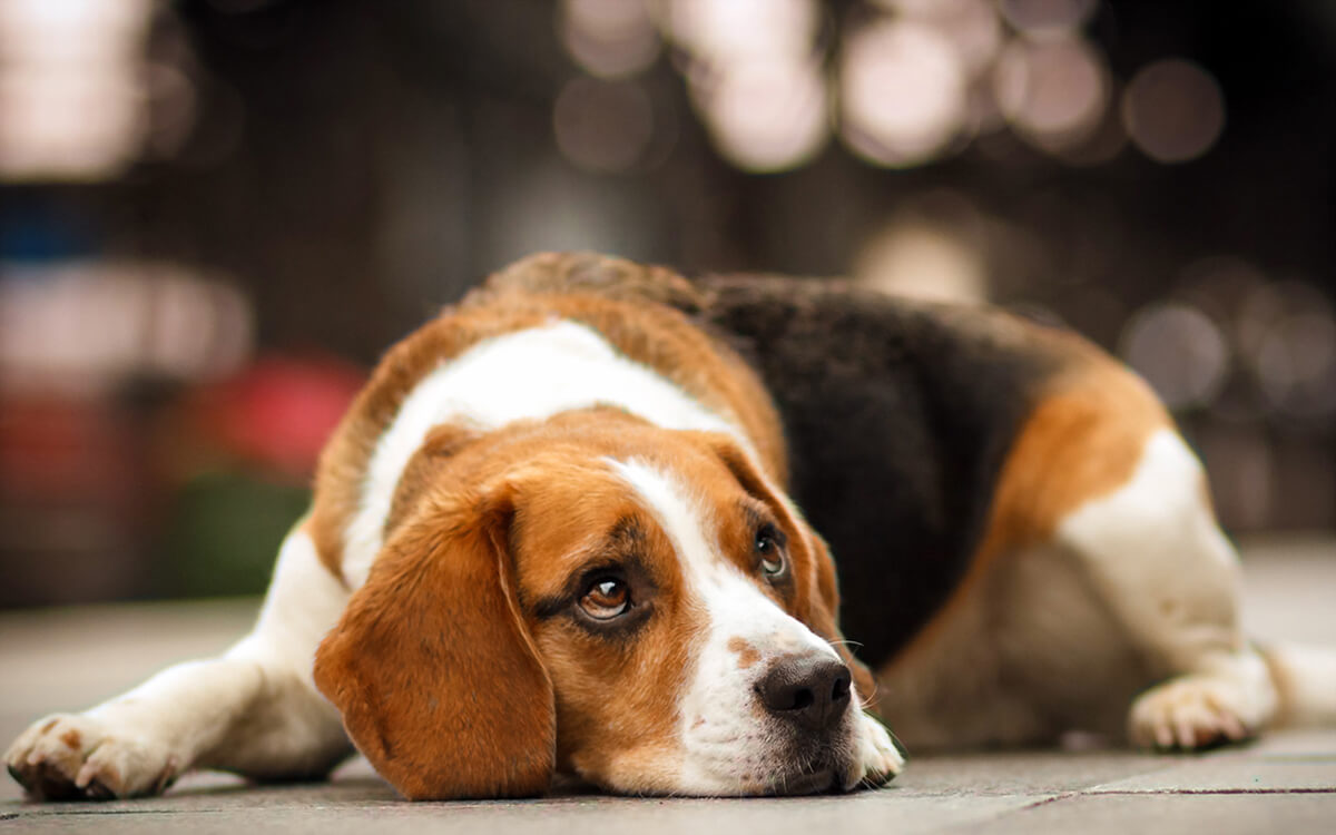 symptoms of addison's disease in dogs