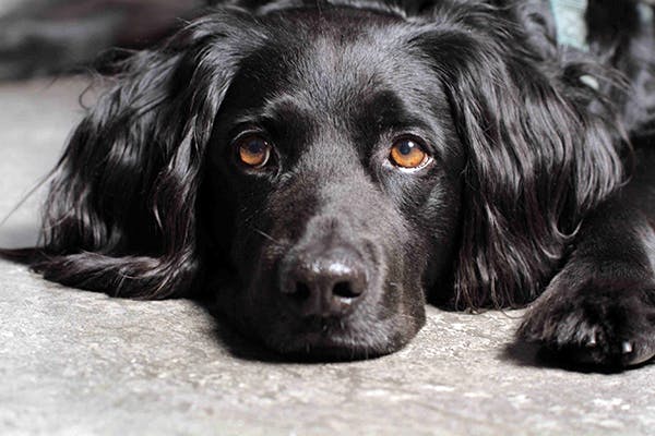 brucellosis in dogs