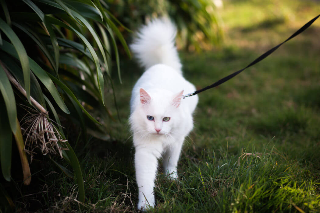training cat to walk on leash
