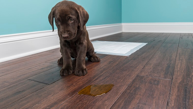 how to potty train your puppy fast