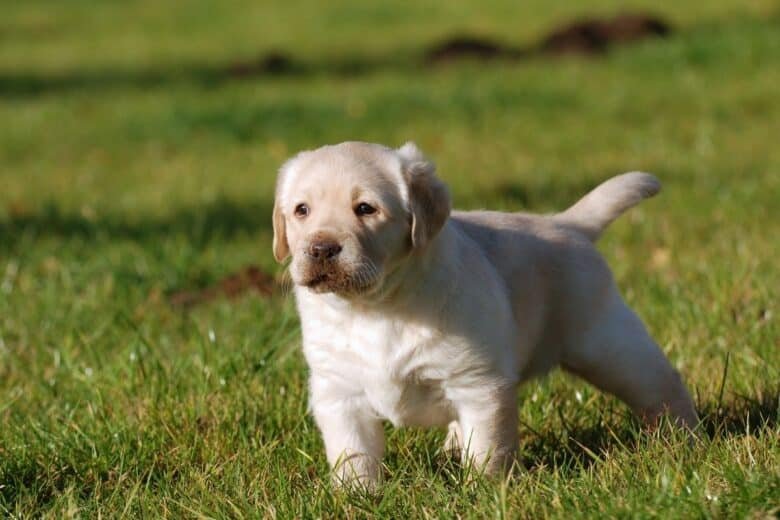 potty training tips for puppies