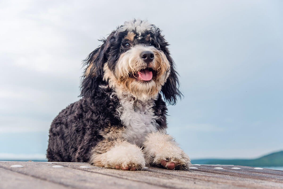 Bernedoodles appearance