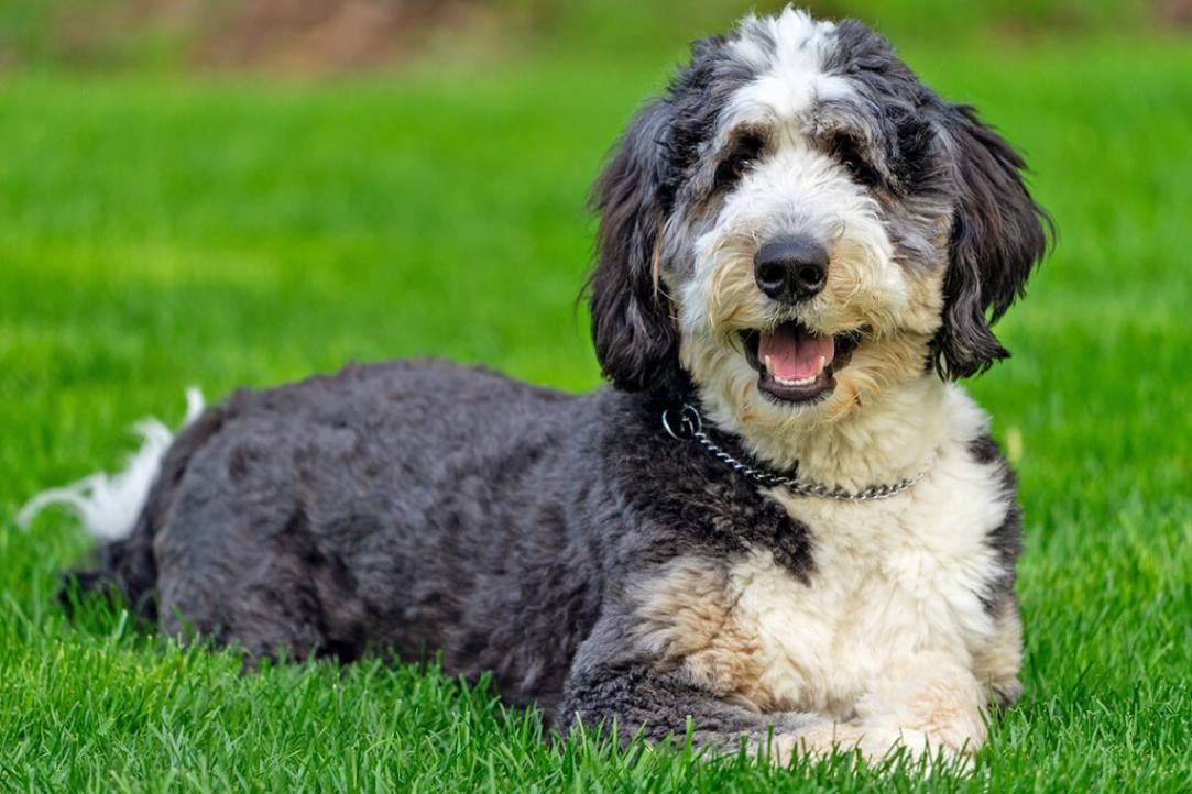 Bernedoodles history