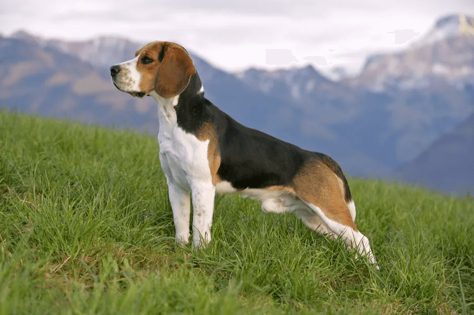 Beagles Living Condition