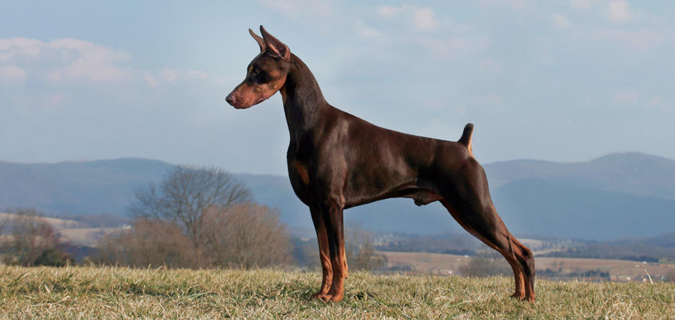 big dog breed