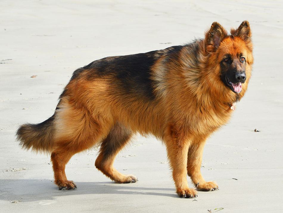 German Shepherd breeds 