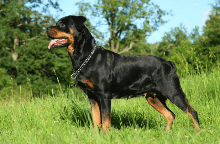 Rottweiler