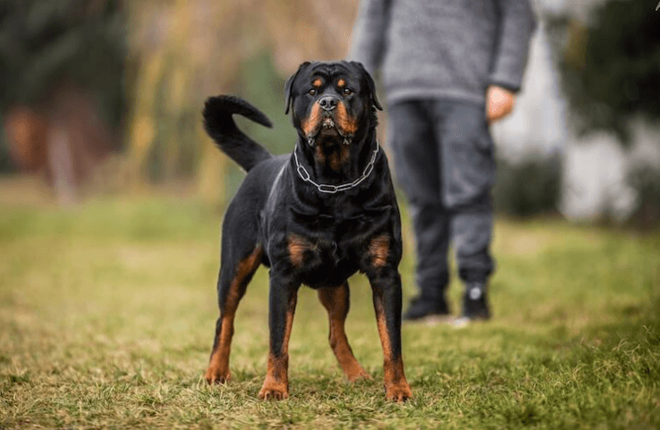 Rottweiler Living Conditions