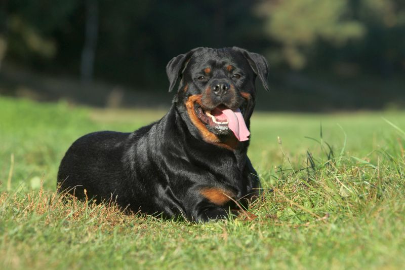 Rottweiler Care