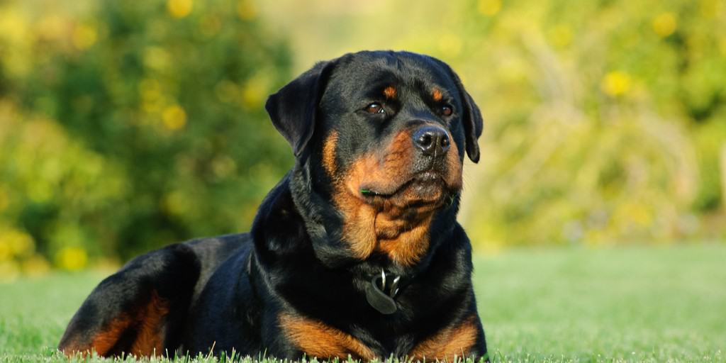 Rottweiler History