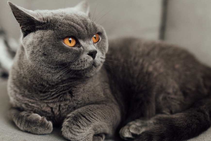cat breed health problems