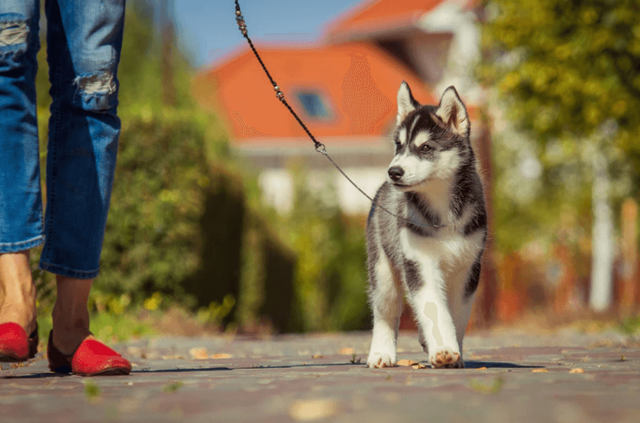 dog food puzzle