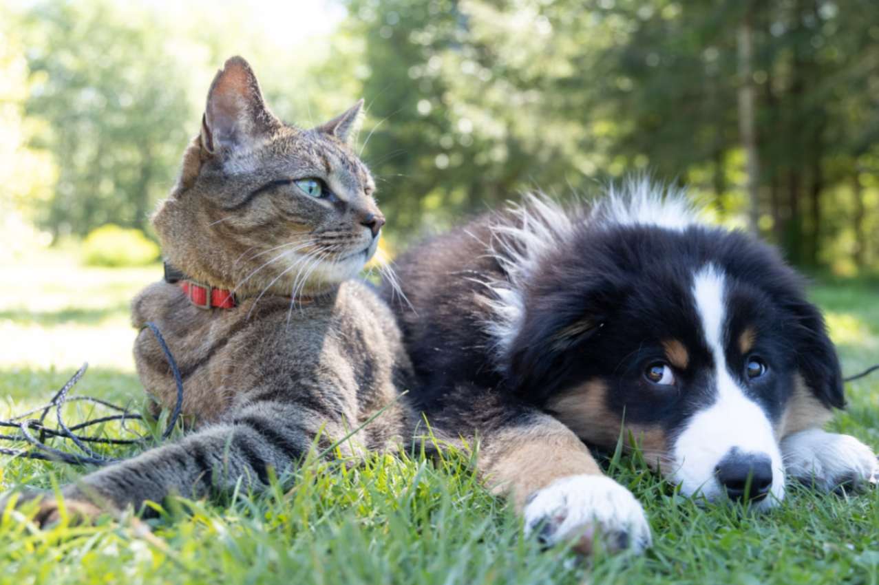 Tips to keep your Pet Healthy and Lean