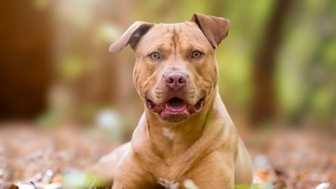 American Pit Bull - Best Dog Breed