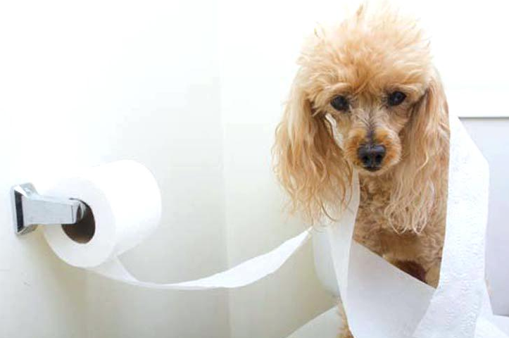 Dog proofing your home