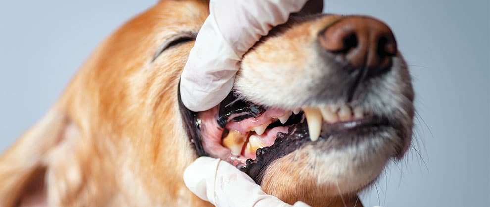 Dog periodontal disease