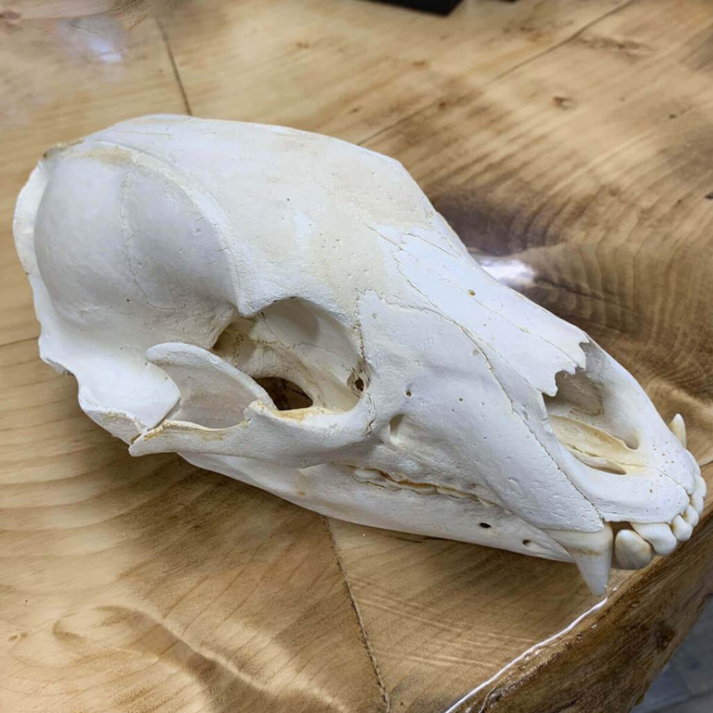 Why You Need a Bear Skull in Your Life?