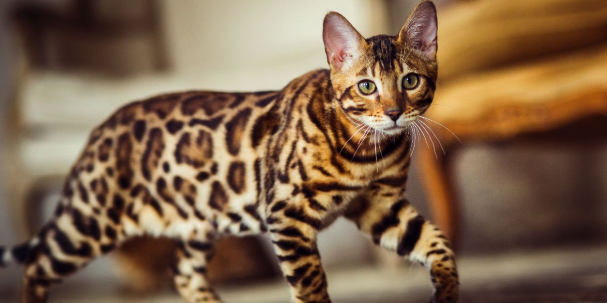 Egyptian Mau vs Bengal Cat: Characteristics, Care, and Cost Comparison