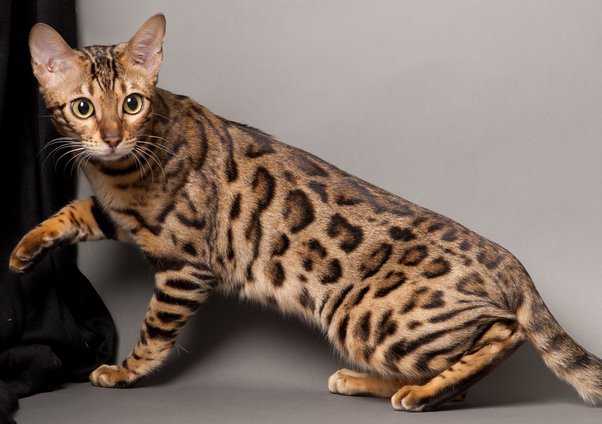 Are Bengal Cats Related to Leopards? 