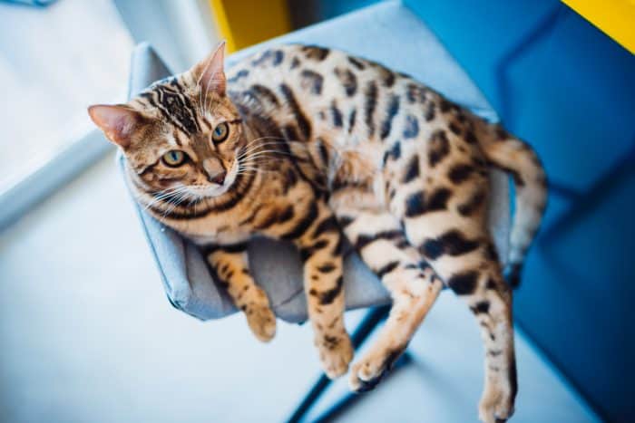 Are Bengal Cats Legal in Massachusetts