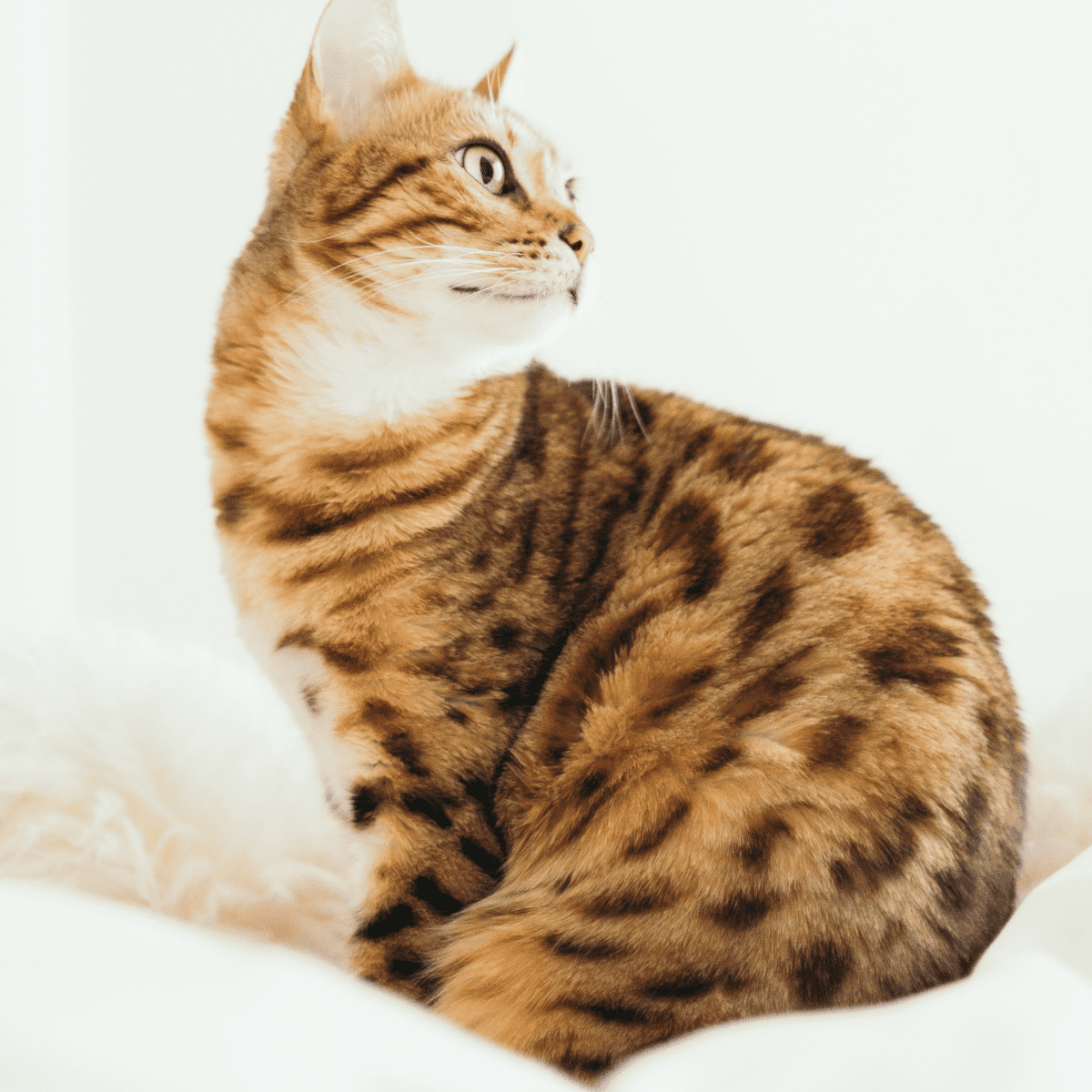 What are the risks of owning a bengal in Iowa?