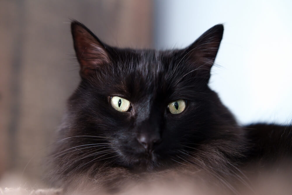 Can Ragdoll Cats Be Black?